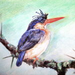A detailed colored pencil drawing of a Malachite Kingfisher with a prominent crest, perched precariously on a rough, thorny branch against a pale green background.