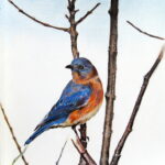 A detailed colored pencil drawing of a blue and orange Eastern Bluebird perched on several dry, dark tree branches against a bright blue and white background.