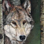 A highly detailed colored pencil drawing of a Grey Wolf's head and face peering out from between two rough-barked trees, emphasizing the texture of its fur and the intensity of its eyes.