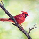 A detailed colored pencil drawing of a vibrant male Cardinal with a prominent crest, perched on a dark, textured branch against a soft, bright green background.
