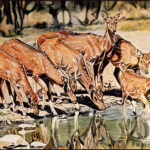 An oil painting study depicting a herd of spotted deer, including a stag, drinking from a shallow waterhole, with their bodies and the surrounding landscape reflected in the water.